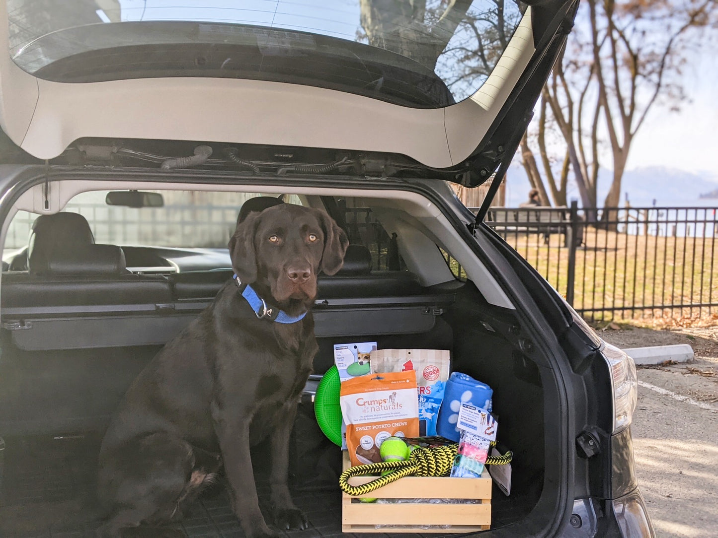 Bark Box Gift