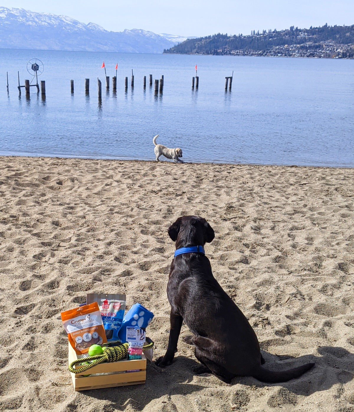 Bark Box Gift