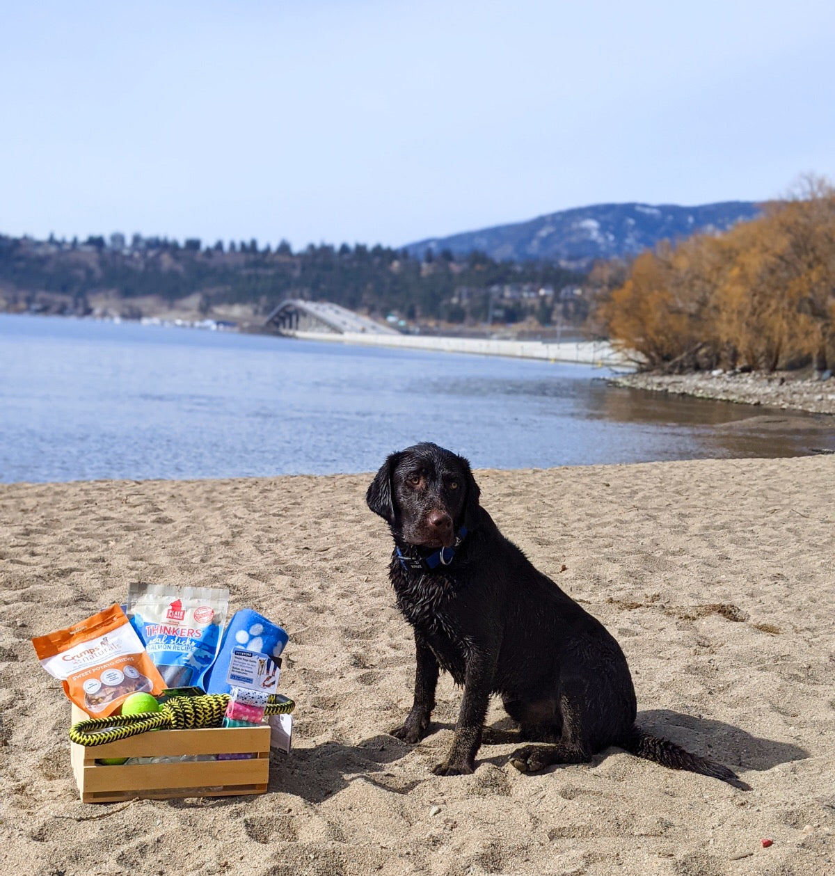 Bark Box Gift