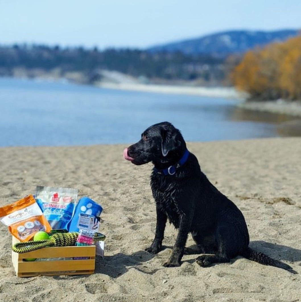 Bark Box Gift