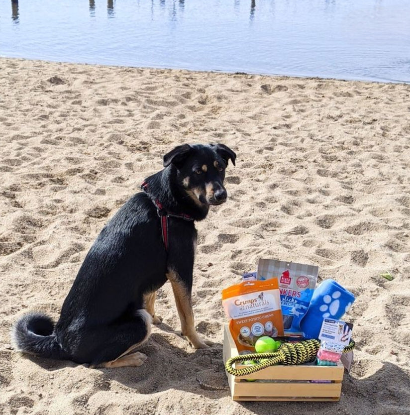 Bark Box Gift